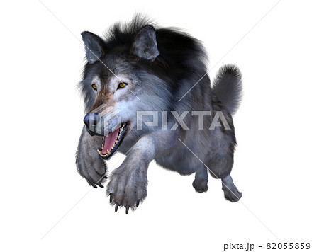 wolf growling front view