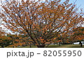 浜離宮恩賜庭園の紅葉 82055950