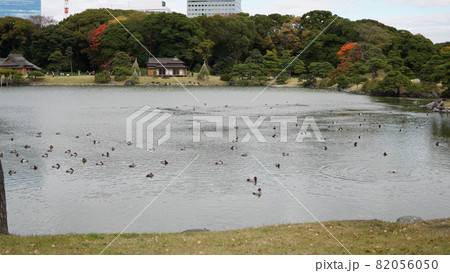 浜離宮恩賜庭園の池 82056050