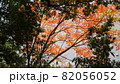 浜離宮恩賜庭園の紅葉 82056052