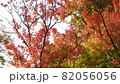 浜離宮恩賜庭園の紅葉 82056056