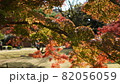 浜離宮恩賜庭園の紅葉 82056059