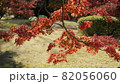 浜離宮恩賜庭園の紅葉 82056060