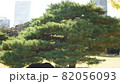 浜離宮恩賜庭園の松 82056093