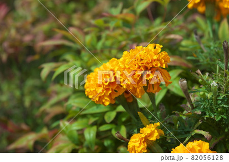 マリーゴールド【緑背景】 マリーゴールド【緑背景】 82056128