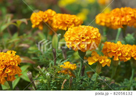 マリーゴールド【緑背景】 82056132
