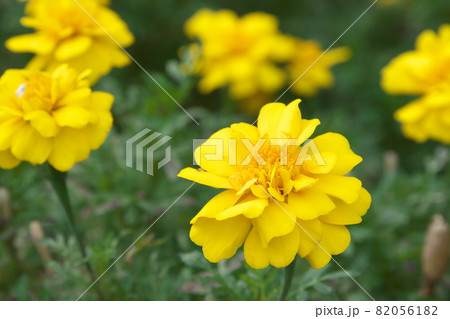 マリーゴールド【緑背景】 マリーゴールド【緑背景】 82056182