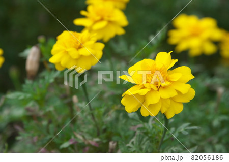 マリーゴールド【緑背景】 82056186