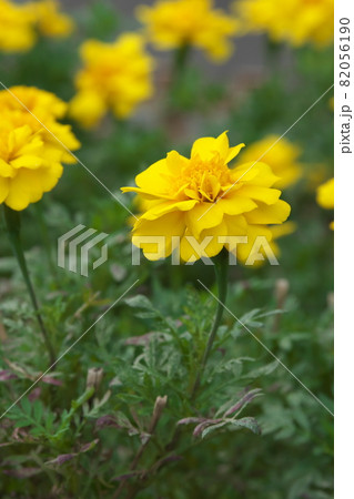 マリーゴールド【緑背景】 82056190