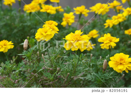 マリーゴールド【緑背景】 マリーゴールド【緑背景】 82056191