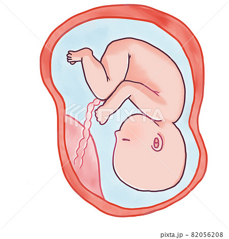 妊娠後期の赤ちゃんのイラスト 頭位 のイラスト素材 0568