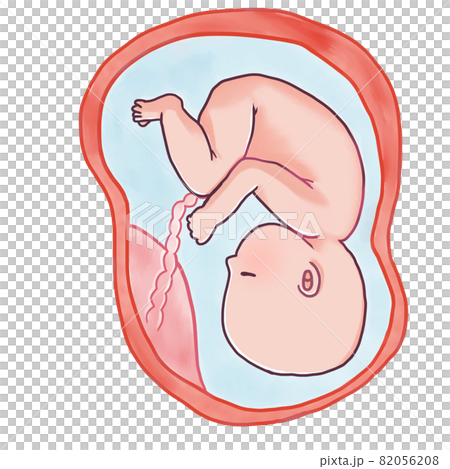 妊娠後期の赤ちゃんのイラスト（頭位） 82056208