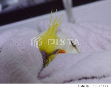 インコ オウム いんこ 82056354