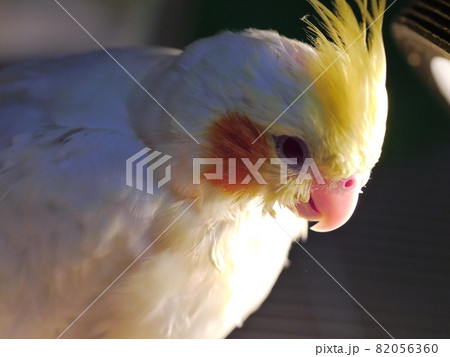 インコ オウム いんこ 82056360