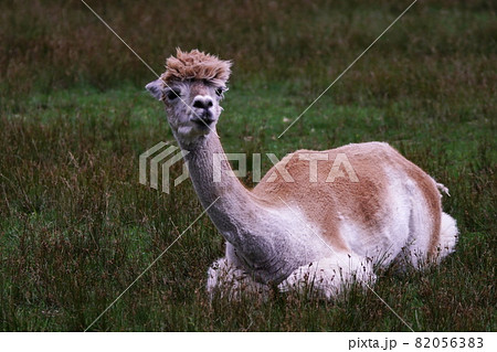 えこりん村のアルパカ 82056383