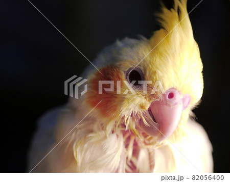 インコ オウム いんこ 82056400