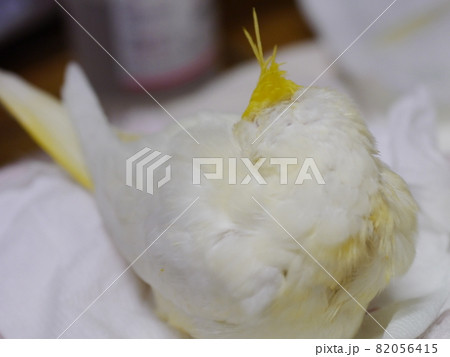 インコ オウム いんこ 82056415