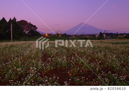 富士山 日の出前のそば畑景観 富士山 日の出前のそば畑景観 82056610