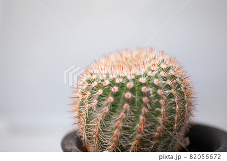 サボテンのマクロ撮影 82056672