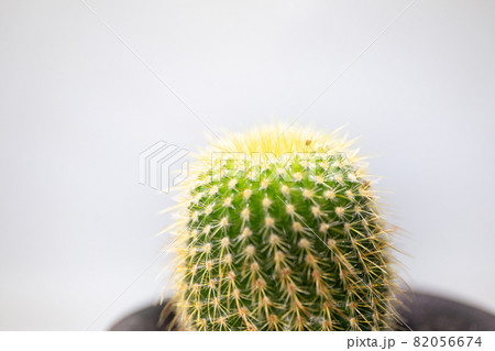サボテンのマクロ撮影 82056674