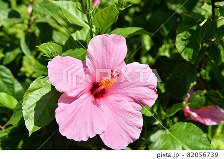 ハワイの休日 82056739