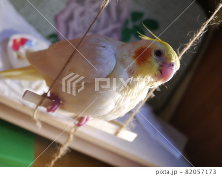 インコ オウム いんこ 82057173