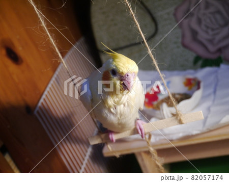 インコ オウム いんこ 82057174