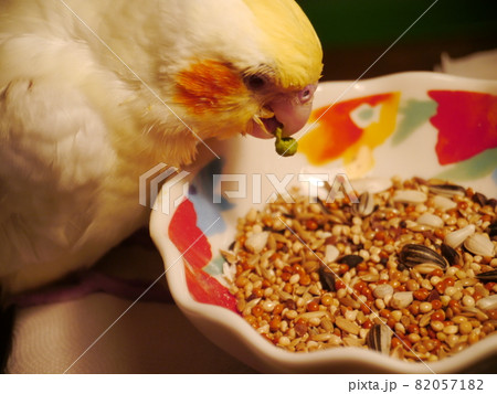 インコ オウム いんこ 82057182