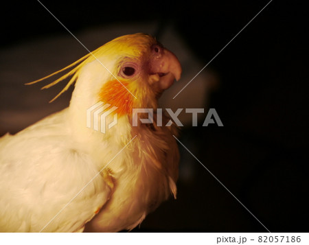 インコ オウム いんこ 82057186