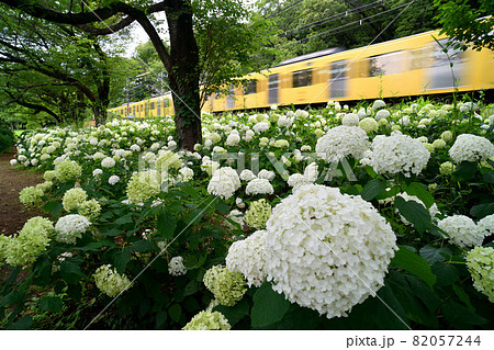 紫陽花の咲く沿線を疾走する西武鉄道西武園線の2000系電車 82057244