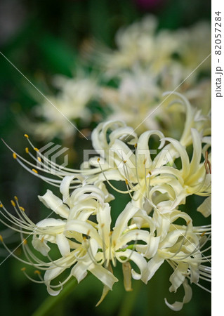 白い曼珠沙華 白い曼珠沙華 82057284
