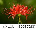 曼珠沙華 82057285