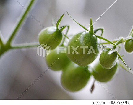 野菜 ベジタブル 青菜 82057397