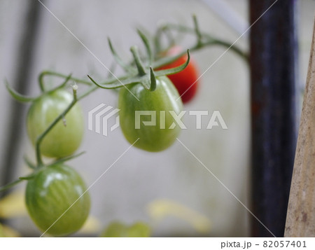 野菜 ベジタブル 青菜 82057401