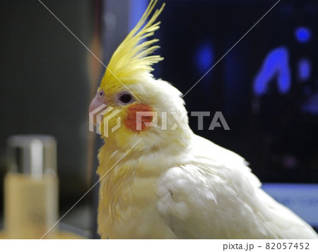 インコ オウム いんこ 82057452