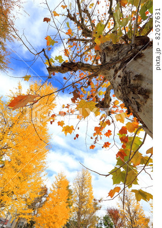 プラタナスとイチョウの紅葉 プラタナスとイチョウの紅葉 82057631