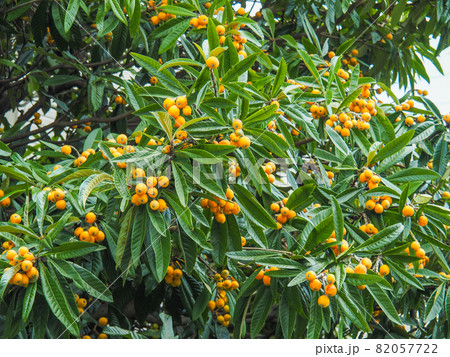 東京板橋の民家で実るびわ 82057722