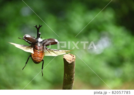 カブトムシが飛ぶ瞬間 82057785