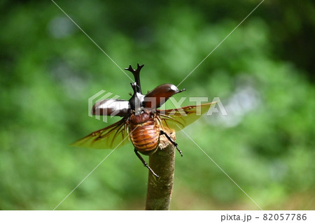 カブトムシが飛ぶ瞬間 82057786