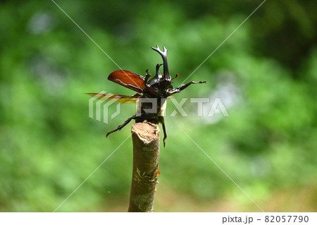 カブトムシが飛ぶ瞬間 82057790