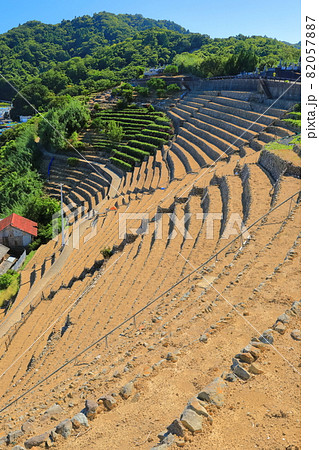 【愛媛県】快晴下の遊子段々畑 82057887