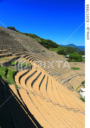 【愛媛県】快晴下の遊子段々畑 82057898