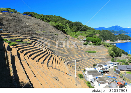 【愛媛県】快晴下の遊子段々畑 82057903