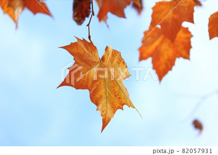 風に舞うプラタナスの葉 風に舞うプラタナスの葉 82057931