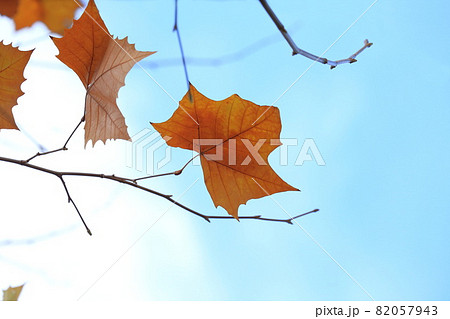 風に舞うプラタナスの葉 82057943