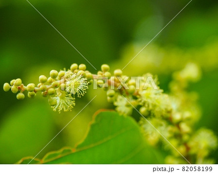 荒川河川敷に咲くアカメガシワ 荒川河川敷に咲くアカメガシワ 82058199