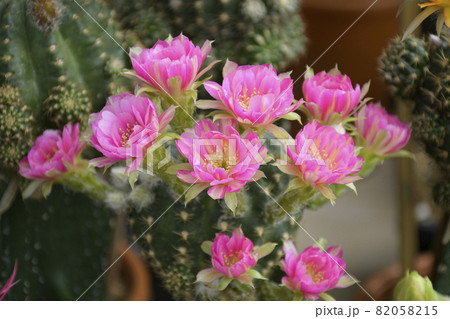 Pink hybrid lobivia spp. in cactus garden background. 82058215