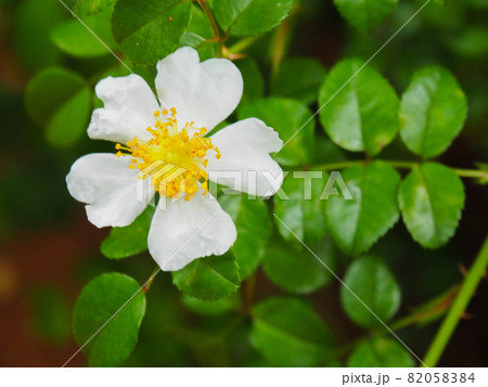 東京板橋区・赤塚植物園に咲くテリハノイバラ 82058384