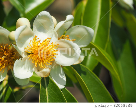 東京板橋の民家に咲くイジュ 82058539