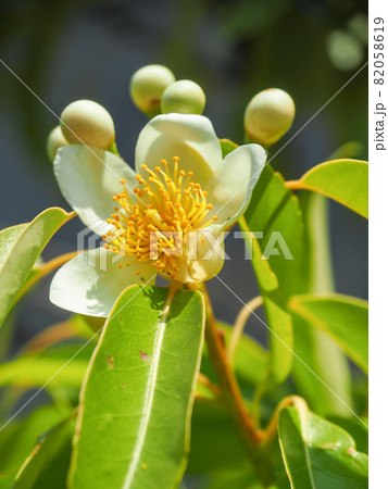 東京板橋の民家に咲くイジュ 東京板橋の民家に咲くイジュ 82058619